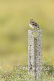 Attēlu rezultāti vaicājumam “Alauda arvensis adult”