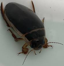 Attēlu rezultāti vaicājumam “Dytiscus sp.”