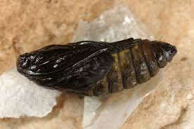 Attēlu rezultāti vaicājumam “Zygaena cocoon”