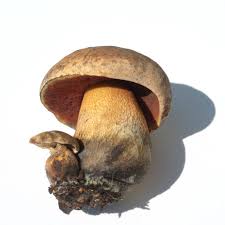 Attēlu rezultāti vaicājumam “Boletus luridus”