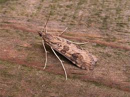 Attēlu rezultāti vaicājumam “Nomophila noctuella”