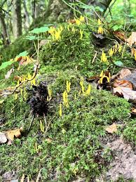 Attēlu rezultāti vaicājumam “Clavulinopsis helvola”