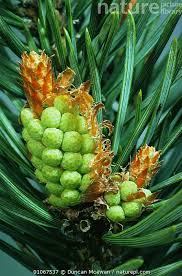 Attēlu rezultāti vaicājumam “Pinus sylvestris male flower”