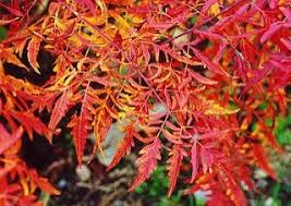 Attēlu rezultāti vaicājumam “Rhus typhina leaf”