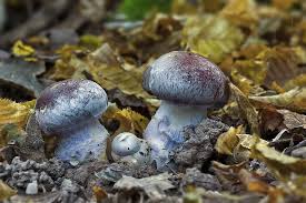 Attēlu rezultāti vaicājumam “Cortinarius praestans”
