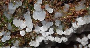 Attēlu rezultāti vaicājumam “Ceratiomyxa morchella”