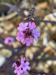 Image result for Verbena officinalis