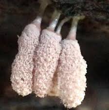 Attēlu rezultāti vaicājumam “Arcyria minuta”