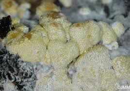 Attēlu rezultāti vaicājumam “Hypocrea pulvinata”