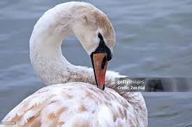 Attēlu rezultāti vaicājumam “Cygnus olor juvenile”