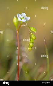 Attēlu rezultāti vaicājumam “Drosera rotundifolia flower”