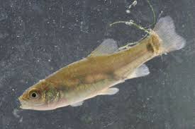 Image result for Tinca tinca