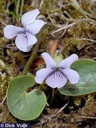 Attēlu rezultāti vaicājumam “Viola epipsila flower”