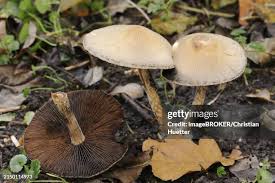 Attēlu rezultāti vaicājumam “Psathyrella lacrymabunda”