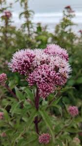 Image result for Eupatorium cannabinum