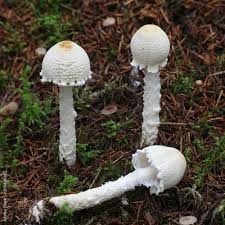 Attēlu rezultāti vaicājumam “Lepiota clypeolaria”