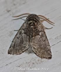 Attēlu rezultāti vaicājumam “Paracorymbia maculicornis imago”