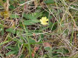 Attēlu rezultāti vaicājumam “Pilosella officinarum bud”