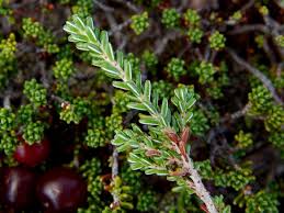 Attēlu rezultāti vaicājumam “Empetraceae”