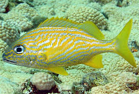 Image result for Haemulon carbonarium