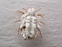 Attēlu rezultāti vaicājumam “Orthezia urticae”