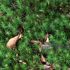 Attēlu rezultāti vaicājumam “Polytrichum formosum”