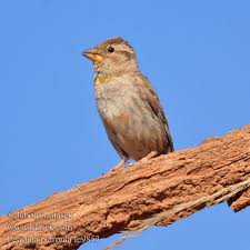 Image result for Petronia petronia