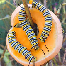 Image result for monarch caterpillar