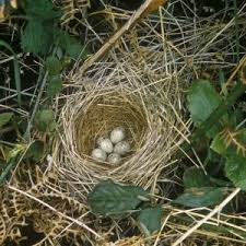 Attēlu rezultāti vaicājumam “Sylvia borin eggs”