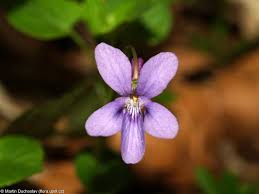 Attēlu rezultāti vaicājumam “Viola reichenbachiana”