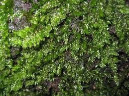 Attēlu rezultāti vaicājumam “Neckera complanata sporophyte”