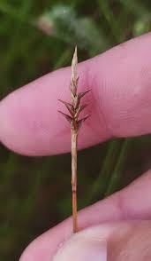 Attēlu rezultāti vaicājumam “Carex davalliana”