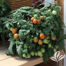 Attēlu rezultāti vaicājumam “Lycopersicon esculentum”