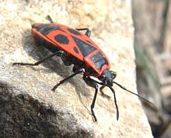 Attēlu rezultāti vaicājumam “Pyrrhocoris apterus imago”