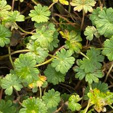 Attēlu rezultāti vaicājumam “Geranium pusillum leaf”