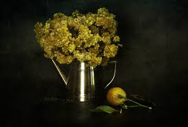 Attēlu rezultāti vaicājumam “Helichrysum arenarium”