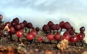 Attēlu rezultāti vaicājumam “Enerthenema papillatum young”