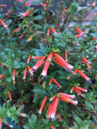 Image result for Cuphea ignea