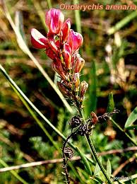 Attēlu rezultāti vaicājumam “Onobrychis arenaria”