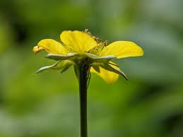 Attēlu rezultāti vaicājumam “Geum urbanum flower”