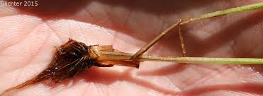 Attēlu rezultāti vaicājumam “Isoetes echinospora”