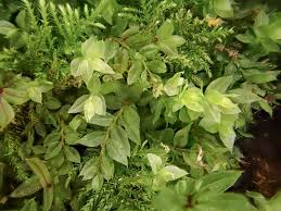 Attēlu rezultāti vaicājumam “Mnium stellare”