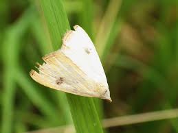 Attēlu rezultāti vaicājumam “Rivula sericealis”