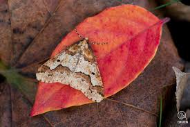Attēlu rezultāti vaicājumam “Erannis defoliaria imago”