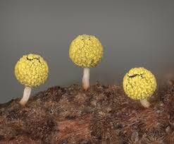 Attēlu rezultāti vaicājumam “Physarum, Nannengaella sp.”