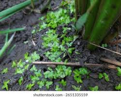 Attēlu rezultāti vaicājumam “Lemnaceae”