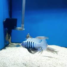 Risultati immagini per cynotilapia pulpican