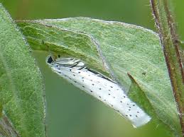 Attēlu rezultāti vaicājumam “Yponomeuta evonymella”
