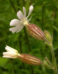 Attēlu rezultāti vaicājumam “Silene latifolia subsp. alba flower”