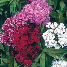 Image result for Dianthus barbatus